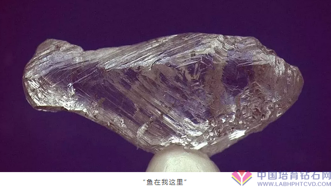 阿罗莎的鱼（及各种各样奇怪裸钻）
